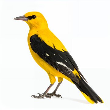 Vibrant plumage portrait of a golden oriole, featuring striking black accents on white background