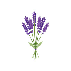 Fototapeta premium Lavender bouquet illustration, purple floral sprigs in flat vector style, aromatic herb bunch for botanical design, elegant summer flower graphic vector