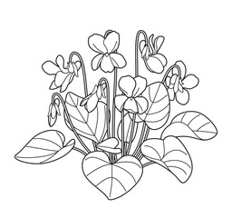 Flowering Violet Bunch Outline Drawing