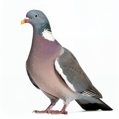 Fototapeta premium Elegant Eurasian wood pigeon standing majestically in studio shot on white background