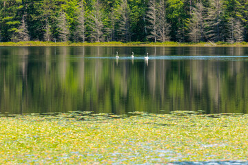 Trumpeter swans swim casually across the calm surface water of Little John Junior Lake near Sayner, Wisconsin in early July