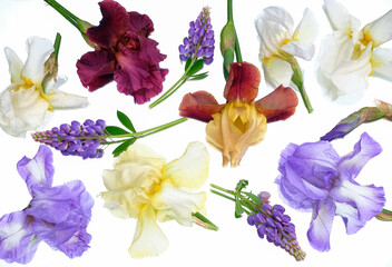 Top view of assorted iris and lavender flowers arranged on a white background. Bright floral...