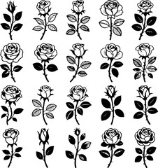 Rose Bud & Bloom vector, illustration, graphic, design, bundle