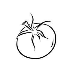 Hand drawn vector illustration of isolated line art tomato on white background, outline vegetable icons for your design, menu, mockup, educational coloring book for children, food ingredient