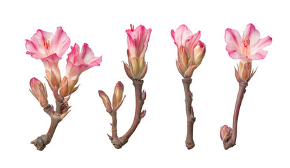 Collection of Adenium obesum flowers with branches isolated on white or transparent background PNG
