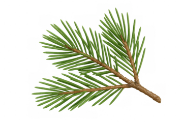 Realistic spruce branch with bright green needles, isolated on a transparent background, perfect for festive designs