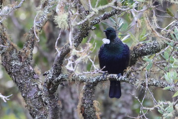 tui
