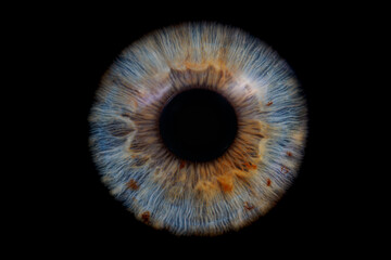 blue iris on black background