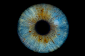 blue eye iris
