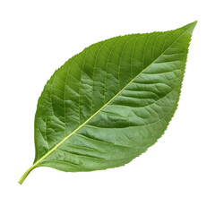 Obraz premium Green leaf, fresh green leaf with a shiny texture and visible veins, isolated on transparent background
