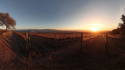 Sunsets over a vineyard landscape.
