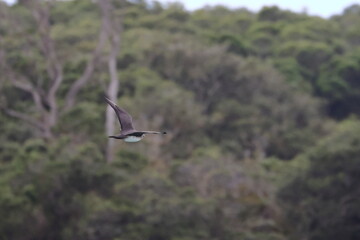 parasitic jaeger