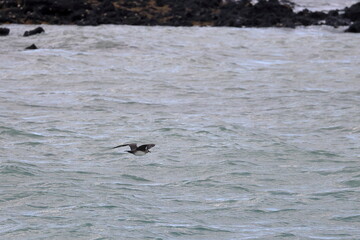Fototapeta premium parasitic jaeger