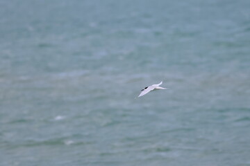 new zealand tern