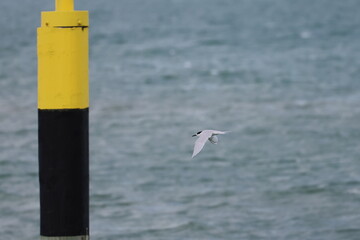 new zealand tern