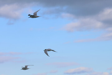 new zealand tern