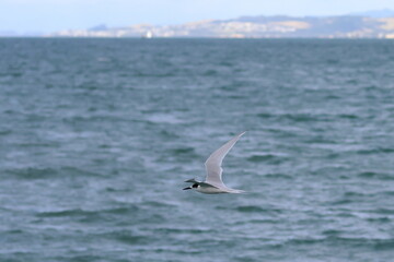 new zealand tern