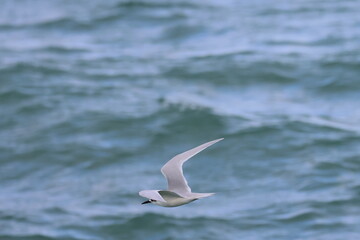 new zealand tern