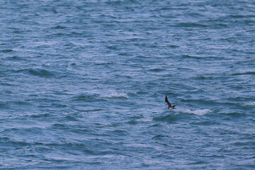Fototapeta premium new zealand tern