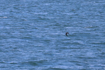 Fototapeta premium parasitic jaeger