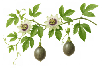 Passion fruit vine displaying delicate blossoms, verdant foliage against clean white backdrop, revealing intricate botanical characteristics