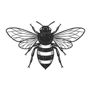 Intricate Honeybee Illustration Vintage Style Insect Graphic