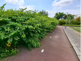 Japanese Knotweed as an invasive exotic along a bike path in Capelle aan den IJssel