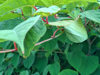 Japanese Knotweed as an invasive exotic along a bike path in Capelle aan den IJssel