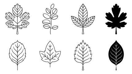 Vector art of various leaf shapes isolated on white background showcase the beauty of natures botanical diversity