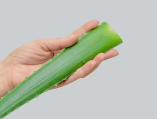 Green aloe vera leaf in hand. Antioxidants, organic healing. Alternative medicine, health benefits.
