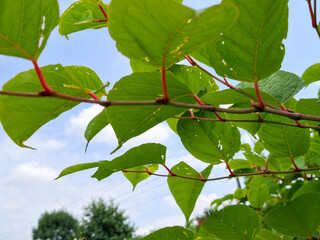 Japanese Knotweed as an invasive exotic along a bike path in Capelle aan den IJssel