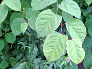 Obraz premium Japanese Knotweed as an invasive exotic along a bike path in Capelle aan den IJssel