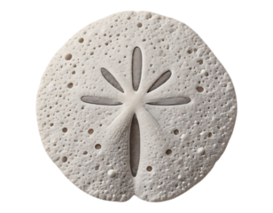 Sand Dollar Close-up on Transparent Background