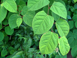Japanese Knotweed as an invasive exotic along a bike path in Capelle aan den IJssel