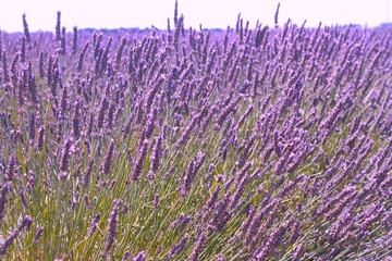 Lavande de France