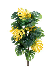 Vibrant Monstera Plant with Bold Green and Yellow Leaves isolated on white or transparent background Cutout PNG