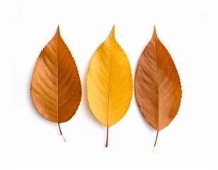 Tres hojas secas sobre fondo blanco