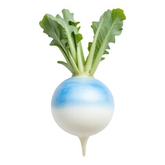 Fresh Turnip with Green Tops