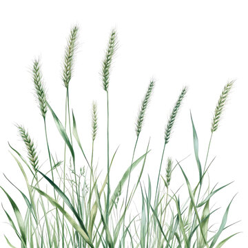 grama grass wheat agriculture triticale, field of triticale, a hybrid of wheat and rye, isolated on transparent background