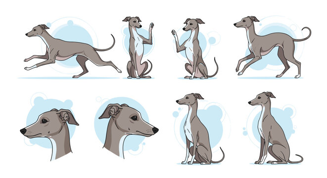 Collection of Italian Greyhound Poses and Portraits Showing Graceful Canine Forms