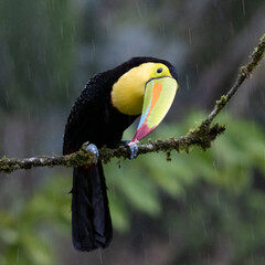 Beautiful Keel Billed Toucan