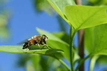 Close-up of a hover fly (Eristalis tenax) sitting on the lilac leaf 
