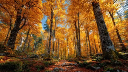 Fototapeta premium Golden leaves blanket the forest floor as tall trees with vibrant autumn foliage reach towards a bright blue sky. The sunlight filters through, creating a warm atmosphere in this peaceful setting.