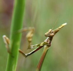 A portrait of conehead mantis (Empusa pennata) sitting on the herb