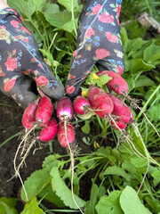 A woman works in a garden bed. Harvests radishes. Holds a bunch of harvested radishes in her hand. Close-up.