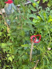 A raised bed with various crops. Plastic bottles are standing for drip irrigation.