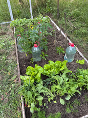 A raised bed with various crops. The bed is weeded, weeds removed. Plastic bottles are standing for drip irrigation.