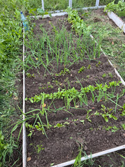 A raised bed with various crops. The bed is weeded, weeds removed.