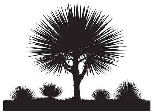 yucca Tree Graphic Silhouette for Desert Landscape Projects vector