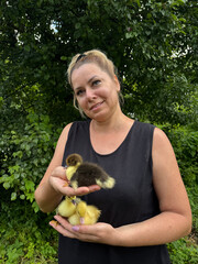 A woman holds several ducklings in one hand. Holds one in her other hand and shows it to the...